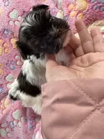 Kash , a male Yorkshire Terrier for sale in Winston-Salem, NC – Photo 1 of 9