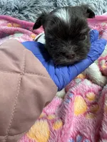 Kash , a male Yorkshire Terrier for sale in Winston-Salem, NC – Photo 9 of 9