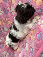 Kash , a male Yorkshire Terrier for sale in Winston-Salem, NC – Photo 6 of 9