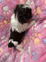 Kash , a male Yorkshire Terrier for sale in Winston-Salem, NC – Photo 8 of 9