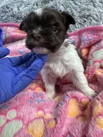 Kash , a male Yorkshire Terrier for sale in Winston-Salem, NC – Photo 7 of 9