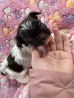 Kash , a male Yorkshire Terrier for sale in Winston-Salem, NC – Photo 5 of 9