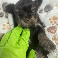 Nugget , a male Yorkshire Terrier for sale in Greensboro, NC – Photo 1 of 8