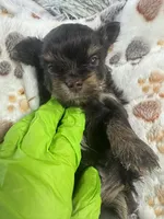 Nugget , a male Yorkshire Terrier for sale in Winston-Salem, NC – Photo 1 of 8