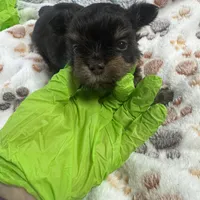 Nugget , a male Yorkshire Terrier for sale in Greensboro, NC – Photo 8 of 8