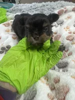 Nugget , a male Yorkshire Terrier for sale in Winston-Salem, NC – Photo 8 of 8