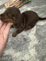 Harley , a male Miniature Dachshund for sale in Greensboro, NC – 4 of 5