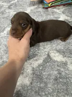 Cash , a male Miniature Dachshund for sale in Greensboro, NC – 7 of 7