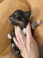 Holly , a female Yorkshire Terrier for sale in Greensboro, NC – 4 of 9