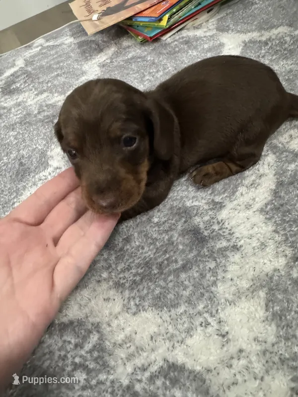Harley  – Miniature Dachshund puppy for sale in Greensboro, NC