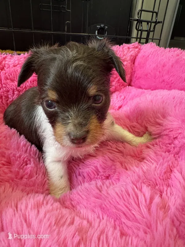 Kash  – Yorkshire Terrier puppy for sale in Greensboro, NC