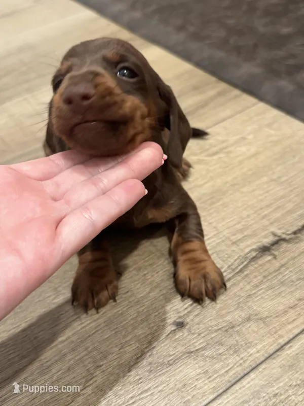 Harley  – Miniature Dachshund puppy for sale in Greensboro, NC