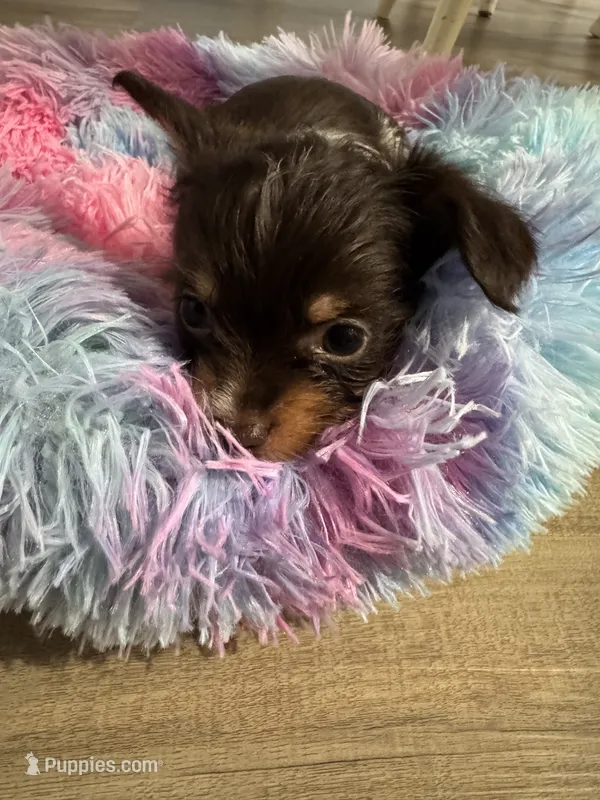 Kash  – Yorkshire Terrier puppy for sale in Greensboro, NC