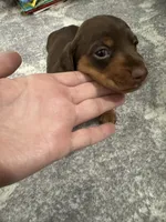 Cash , a male Miniature Dachshund for sale in Greensboro, NC – 6 of 7