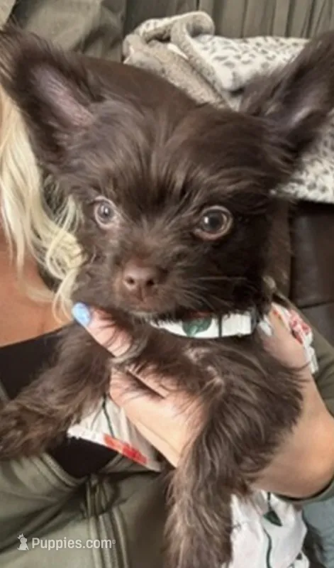 Holland  – Yorkshire Terrier puppy for sale in Greensboro, NC