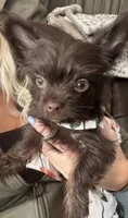 Holland , a female Yorkshire Terrier for sale in Greensboro, NC – 1 of 2