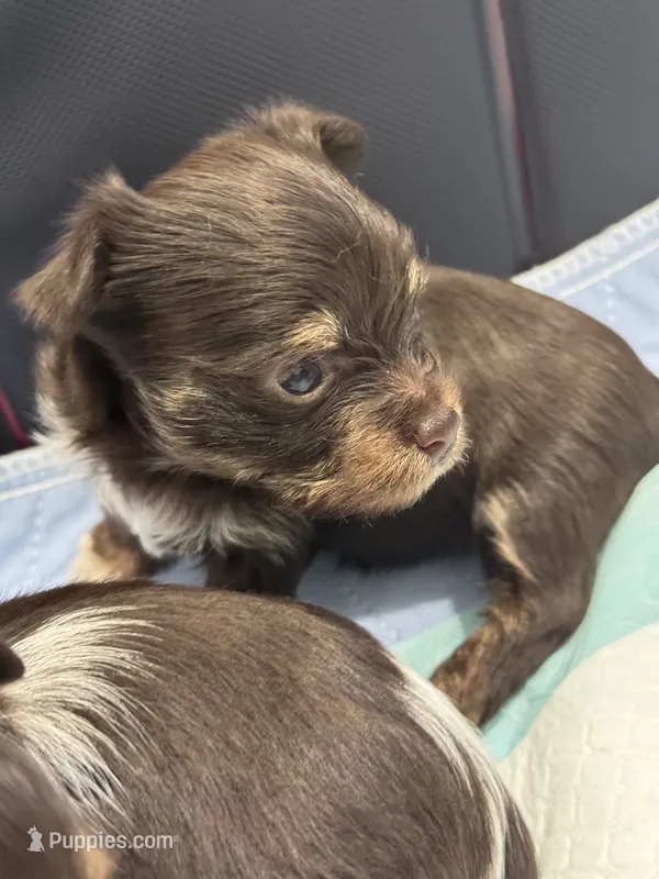 Holly  – Yorkshire Terrier puppy for sale in Greensboro, NC