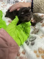 Prince , a male Yorkshire Terrier for sale in Winston-Salem, NC – Photo 3 of 4