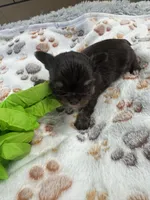 Prince , a male Yorkshire Terrier for sale in Winston-Salem, NC – Photo 2 of 4