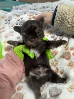 Prince , a male Yorkshire Terrier for sale in Winston-Salem, NC – Photo 4 of 4