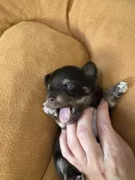 Holly , a female Yorkshire Terrier for sale in Greensboro, NC – 2 of 9