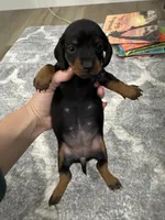 Bella , a female Miniature Dachshund for sale in Greensboro, NC – 4 of 6