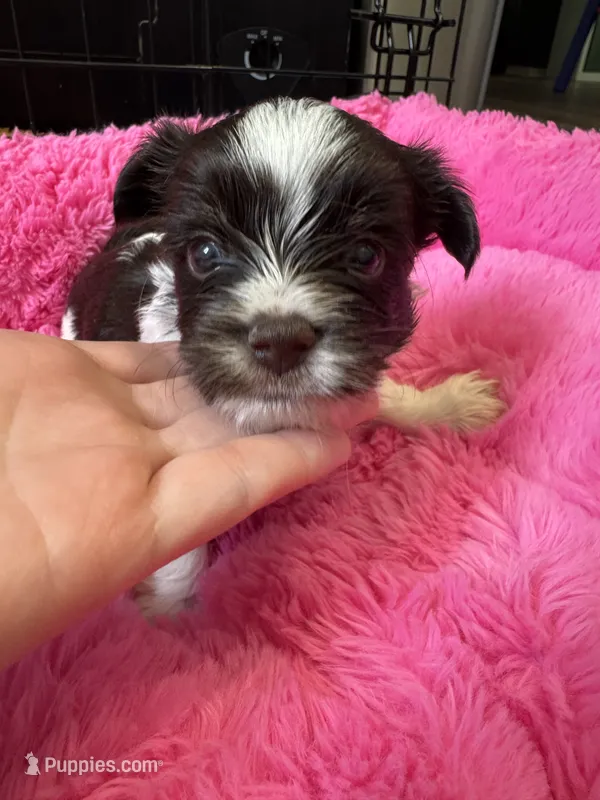 Rocket  – Yorkshire Terrier puppy for sale in Greensboro, NC