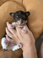 Kash , a male Yorkshire Terrier for sale in Greensboro, NC – 5 of 8