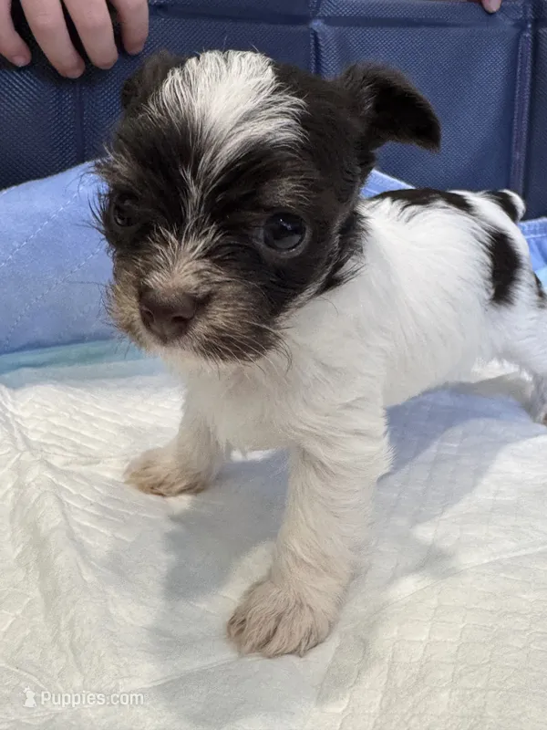 Dolly  – Yorkshire Terrier puppy for sale in Greensboro, NC