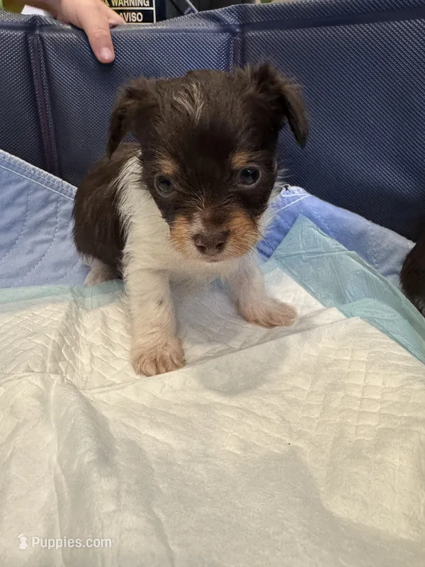 Kash  – Yorkshire Terrier puppy for sale in Greensboro, NC
