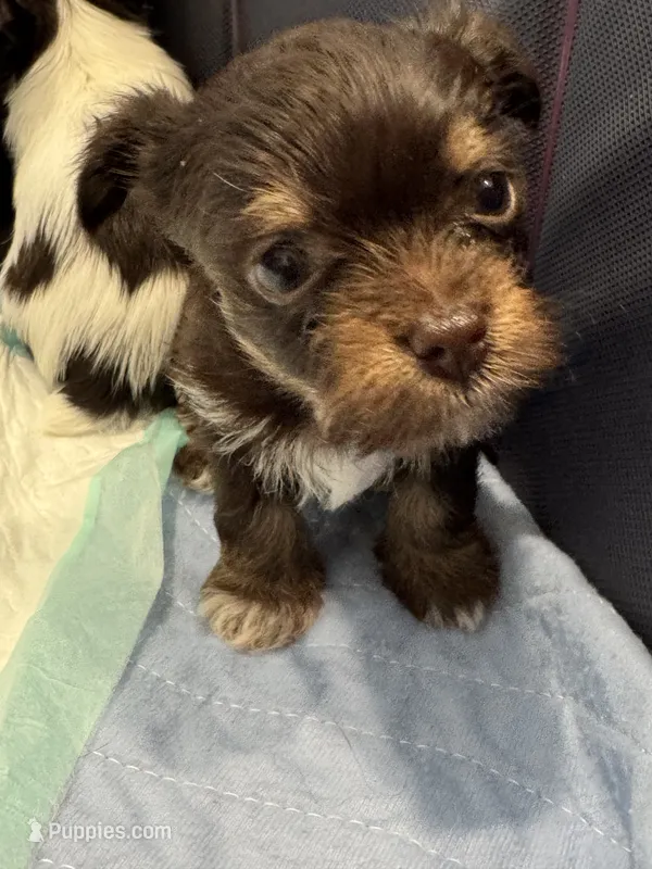 Holly  – Yorkshire Terrier puppy for sale in Greensboro, NC