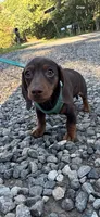 Ace , a male Miniature Dachshund for sale in Greensboro, NC – 4 of 4