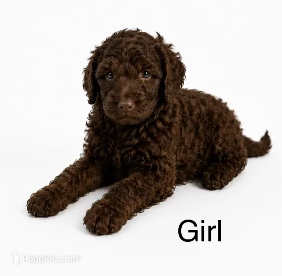 Bella  – Double Doodle puppy for sale in Atlanta, GA