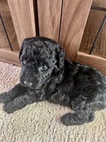 Blue, a male Double Doodle for sale in Atlanta, GA – 1 of 1