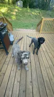 Cody, a male Double Doodle for sale in Atlanta, GA – 3 of 4