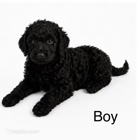 Cody – Double Doodle puppy for sale in Atlanta, GA