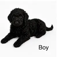Cody, a male Double Doodle for sale in Atlanta, GA – 1 of 4