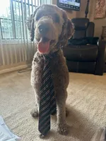 Cody, a male Double Doodle for sale in Atlanta, GA – 2 of 4