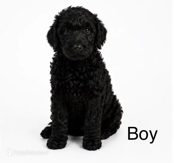 Blue – Double Doodle puppy for sale in Atlanta, GA