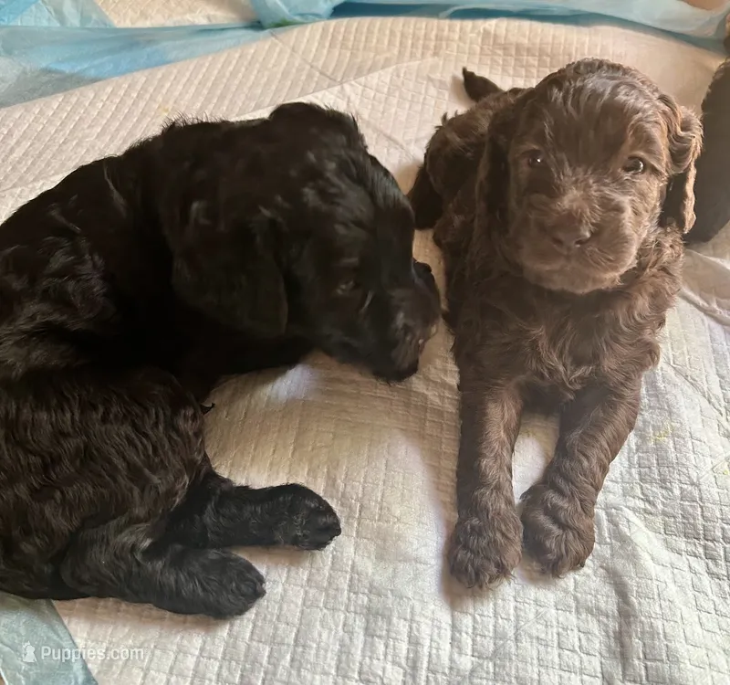 Bella – Double Doodle puppy for sale in Atlanta, GA