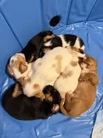 Joy, a female Beagle and Cavalier King Charles Spaniel for sale in Pickerington, OH – 2 of 3