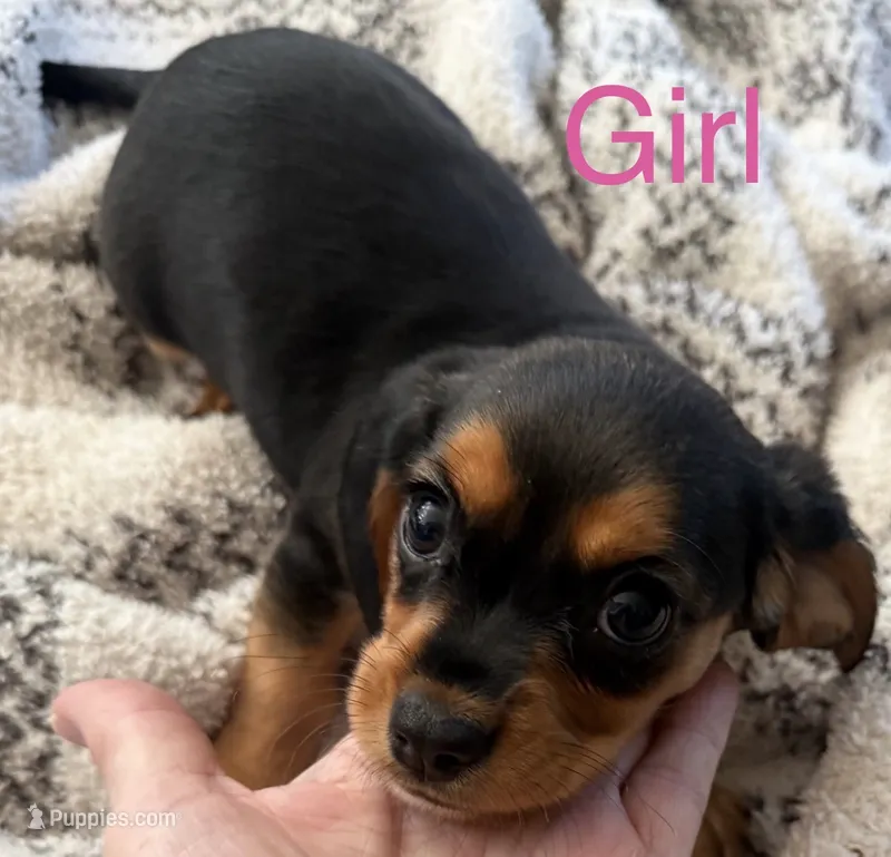 Joy – Beagle, Cavalier King Charles Spaniel puppy for sale in Pickerington, OH