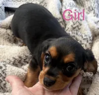 Joy, a female Beagle and Cavalier King Charles Spaniel for sale in Pickerington, OH – 1 of 3
