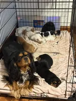 Joy, a female Beagle and Cavalier King Charles Spaniel for sale in Pickerington, OH – 3 of 3