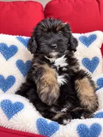 Baxter, a male Miniature Bernedoodle for sale in Gurnee, IL – 1 of 1