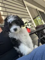 Nina, a female Havapoo for sale in Gurnee, IL – 8 of 8