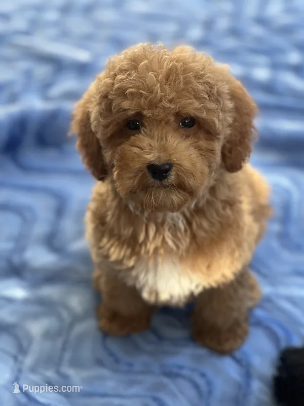 Rizzo – Miniature Goldendoodle puppy for sale in Gurnee, IL