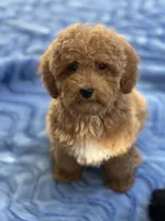 Rizzo, a male Miniature Goldendoodle for sale in Gurnee, IL – 1 of 5