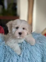 Hal, a male Havamalt for sale in Gurnee, IL – Photo 1 of 2