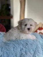 Hal, a male Havamalt for sale in Gurnee, IL – Photo 2 of 2